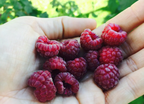 A hand holding a collection of fresh, ripe raspberries against a blurred green background.