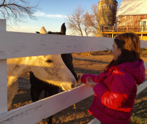 A girl in a red jacket feeds a horse through a white fence at sunset, with a barn in the background.