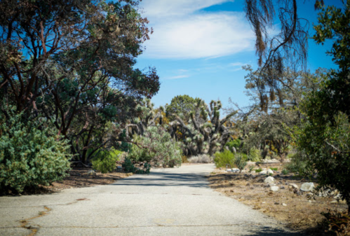 A deserted road surrounded by trees and shrubs under a clear blue sky.