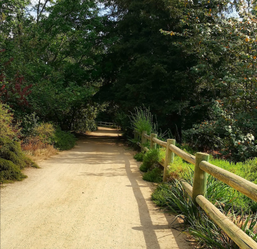 A dirt path lined with wooden fencing, surrounded by lush greenery and trees on a sunny day.