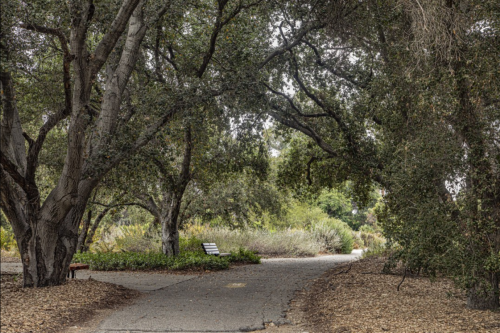 A serene pathway through a lush garden, framed by large trees and a bench, inviting peaceful strolls.