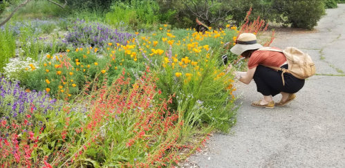 A person in a hat crouches to photograph vibrant flowers in a garden, surrounded by colorful blooms and greenery.