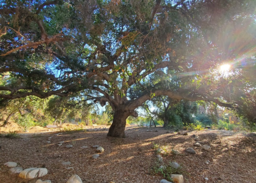 A large, sprawling tree with sunlight filtering through its leaves, surrounded by a natural landscape of rocks and greenery.