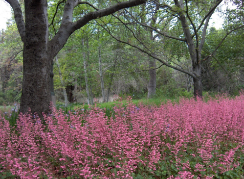 A serene landscape featuring a field of pink flowers in front of lush green trees and foliage.