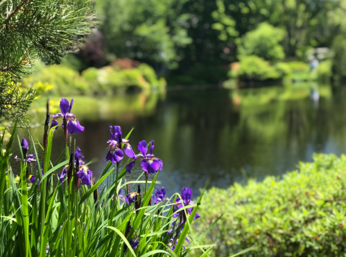 Vibrant purple irises bloom by a serene pond surrounded by lush greenery and trees.