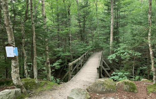 A wooden bridge crosses a path in a lush green forest, surrounded by trees and rocks. A sign is visible nearby.