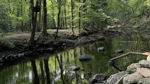 A serene forest scene with a calm stream reflecting trees and rocks, surrounded by lush greenery.