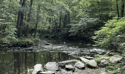 A serene forest scene featuring a calm river surrounded by lush greenery and scattered rocks along the bank.