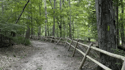 A serene forest path lined with a wooden fence, surrounded by lush green trees and foliage.