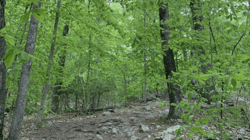 A lush green forest path surrounded by trees and rocks, with vibrant foliage and a serene atmosphere.