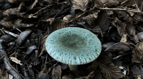 A greenish mushroom with a textured cap growing among fallen leaves and twigs on the forest floor.