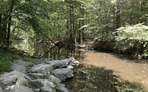 A serene forest scene with a calm river, surrounded by lush greenery and rocky banks. Sunlight filters through the trees.