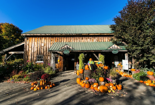 A rustic wooden barn adorned with pumpkins and flowers, set against a clear blue sky.