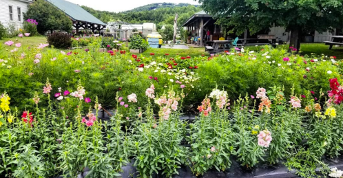 A vibrant garden filled with colorful flowers, surrounded by greenery and a rustic building in the background.