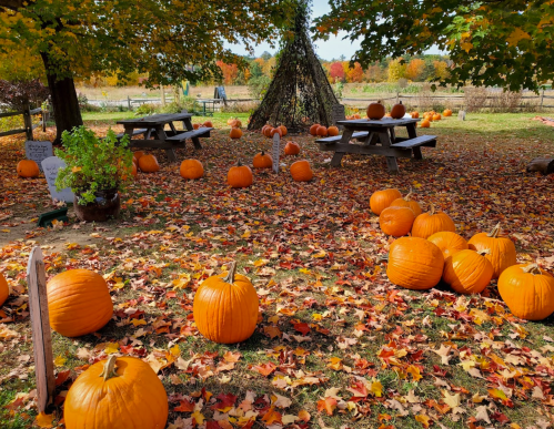 A pumpkin patch with scattered pumpkins, picnic tables, and colorful autumn leaves under a tree.