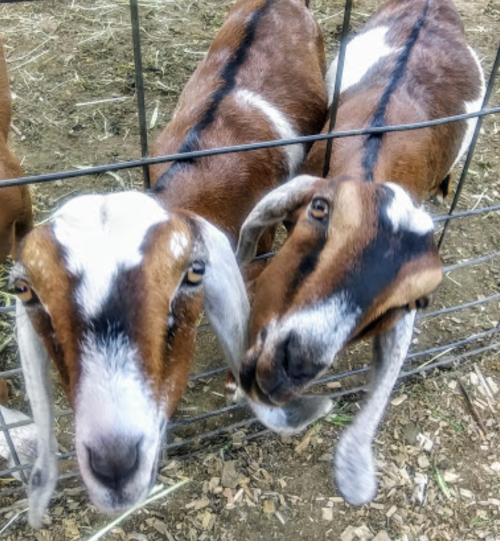 Two brown and white goats with distinctive markings, peering through a wire fence.