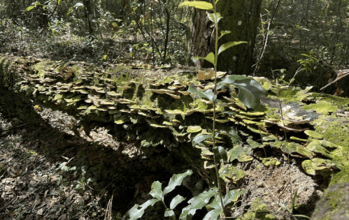 A fallen log covered in green moss and various fungi, surrounded by lush forest vegetation.