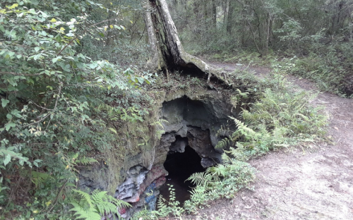 A moss-covered cave entrance surrounded by lush greenery and a dirt path, with a fallen tree above.