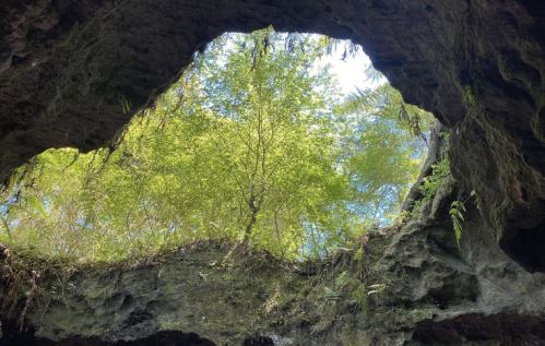 View from inside a cave, showing a bright sky and lush greenery above through a natural opening in the rock.