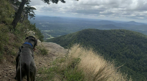 A dog stands on a rocky trail, overlooking a lush green valley and distant mountains under a cloudy sky.