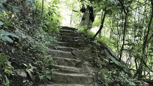 A stone staircase leads up through a lush, green forest with trees and foliage surrounding the path.