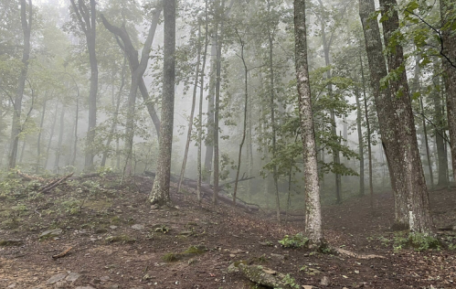 A misty forest scene with tall trees and a soft, foggy atmosphere, creating a serene and tranquil environment.