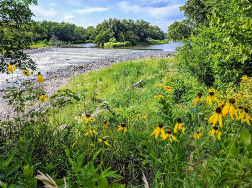 A scenic riverbank with wildflowers in bloom, surrounded by lush greenery and a clear blue sky.