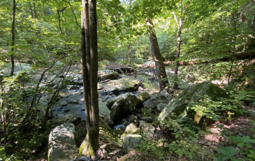A serene forest scene with a small stream flowing over rocks, surrounded by lush green trees and foliage.