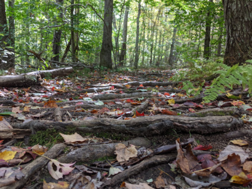 A forest path covered with colorful autumn leaves and exposed tree roots, surrounded by lush greenery.
