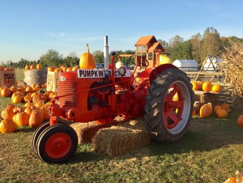 A bright orange tractor sits among pumpkins and hay bales in a sunny pumpkin patch.