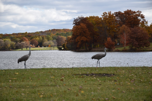 Two cranes stand by a lake surrounded by autumn trees with colorful foliage under a cloudy sky.