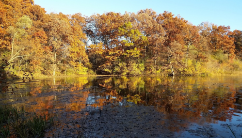 A serene autumn scene with vibrant orange and yellow trees reflecting in a calm pond under a clear blue sky.