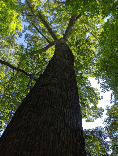 A tall tree viewed from below, showcasing its textured bark and lush green leaves against a blue sky.