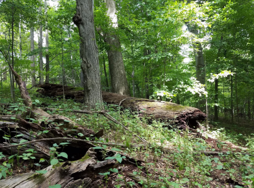 A sunlit forest scene featuring a large fallen log surrounded by green foliage and tall trees.