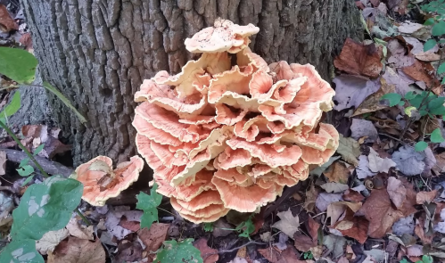 A cluster of large, wavy orange mushrooms growing at the base of a tree, surrounded by fallen leaves.