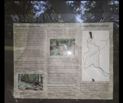Information board about old-growth characteristics and an overview map of Dyart Woods trails, surrounded by trees.
