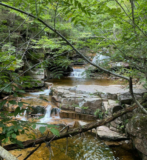 A serene forest scene featuring a small waterfall cascading over rocky terrain, surrounded by lush green foliage.