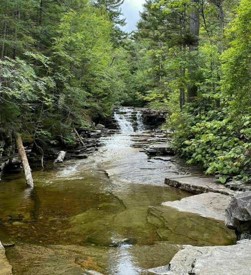 A serene forest scene featuring a small waterfall cascading into a calm stream surrounded by lush greenery.
