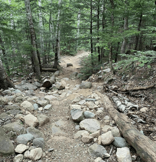 A rocky trail winding through a dense forest of trees, with scattered stones and logs along the path.