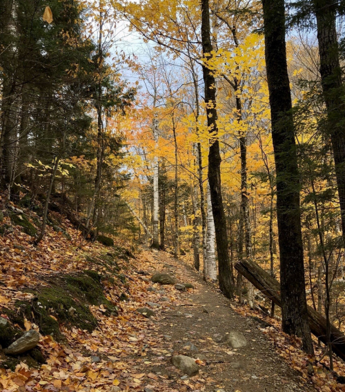 A winding trail through a forest with vibrant autumn leaves and tall trees, creating a serene, colorful landscape.