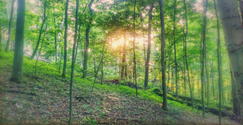 Sunlight filters through lush green trees in a serene forest, casting a warm glow on the forest floor.