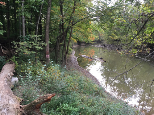 A serene riverbank scene with trees, greenery, and calm water reflecting autumn colors.