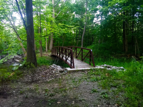 A wooden bridge arches over a small stream, surrounded by lush green trees and foliage in a serene forest setting.