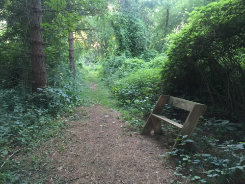 A wooden bench sits on a narrow path surrounded by dense greenery and trees in a tranquil forest setting.