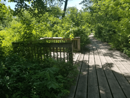 A wooden boardwalk surrounded by lush greenery and trees, leading into a serene natural area.