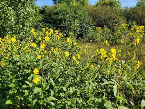 A vibrant field of yellow flowers surrounded by lush green foliage under a clear blue sky.