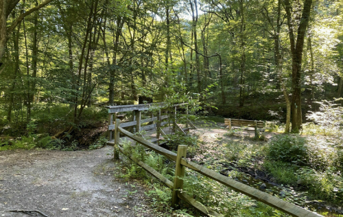 A serene forest scene featuring a wooden bridge, a bench, and lush greenery under dappled sunlight.