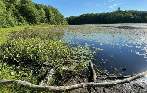 A serene lake surrounded by lush greenery and lily pads under a clear blue sky.