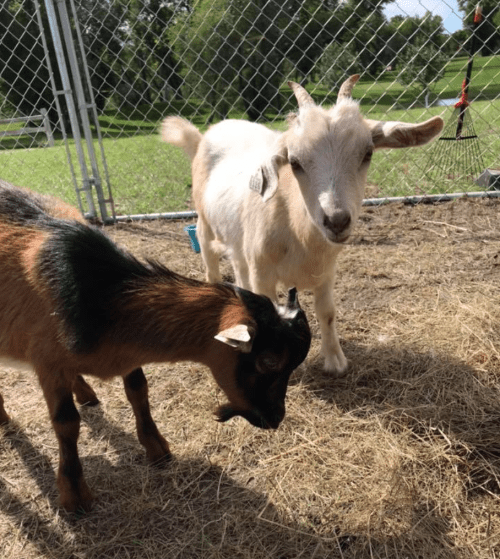 Two goats, one brown and black and the other white, are grazing on straw in a fenced area.