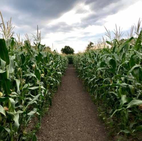 A pathway through tall corn plants under a cloudy sky, leading into the distance.